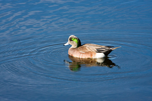 American Wigeon