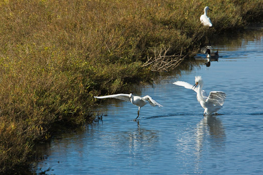 Egrets