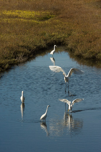 Egrets