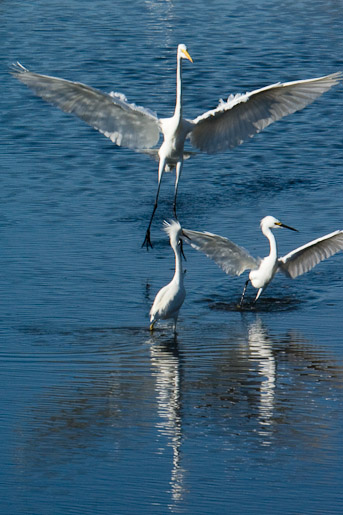 Egrets