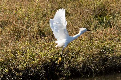 Egrets