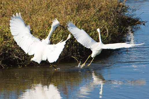 Egrets