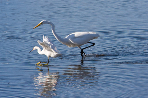 Egrets
