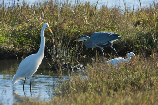 Egrets