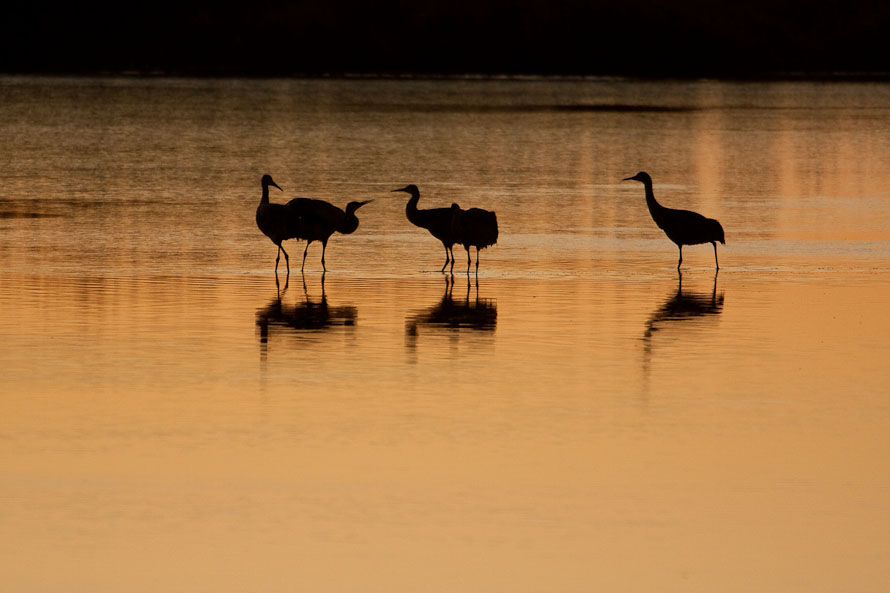 Bosque del Apache February 2009