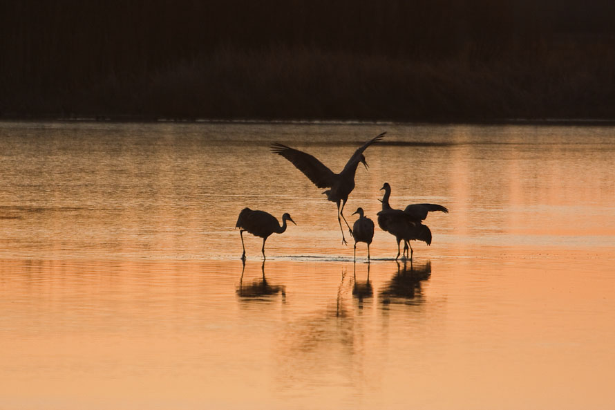 Bosque del Apache February 2009