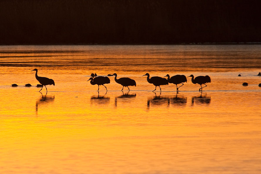 Bosque del Apache February 2009