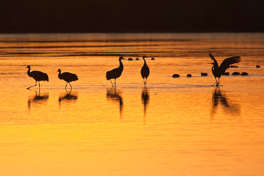 Bosque del Apache February 2009