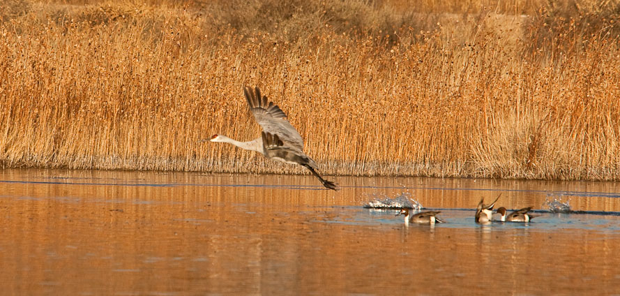 Bosque del Apache February 2009