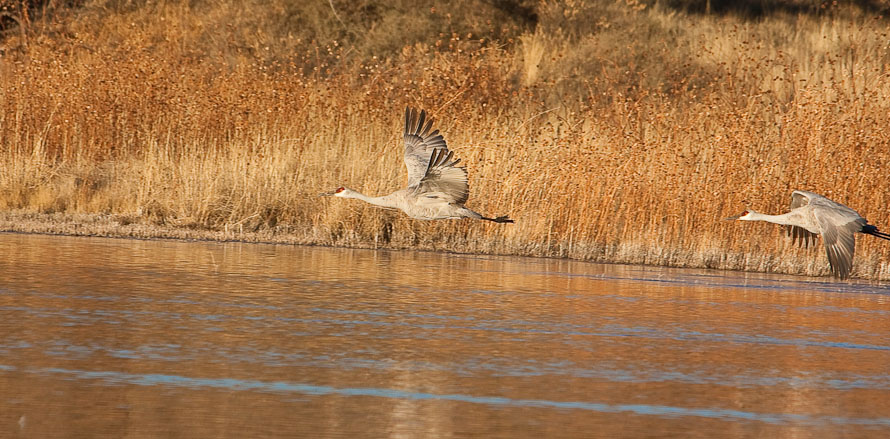 Bosque del Apache February 2009