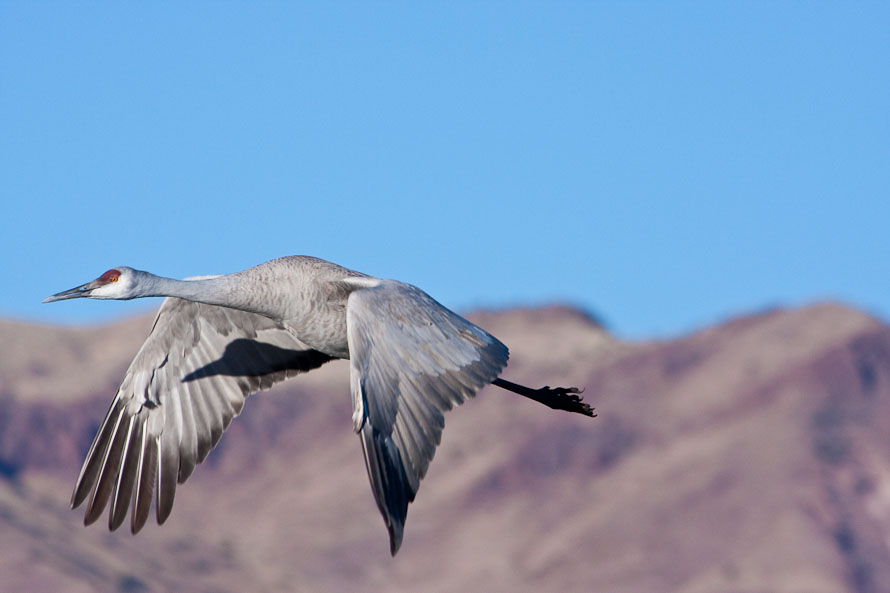 Bosque del Apache February 2009