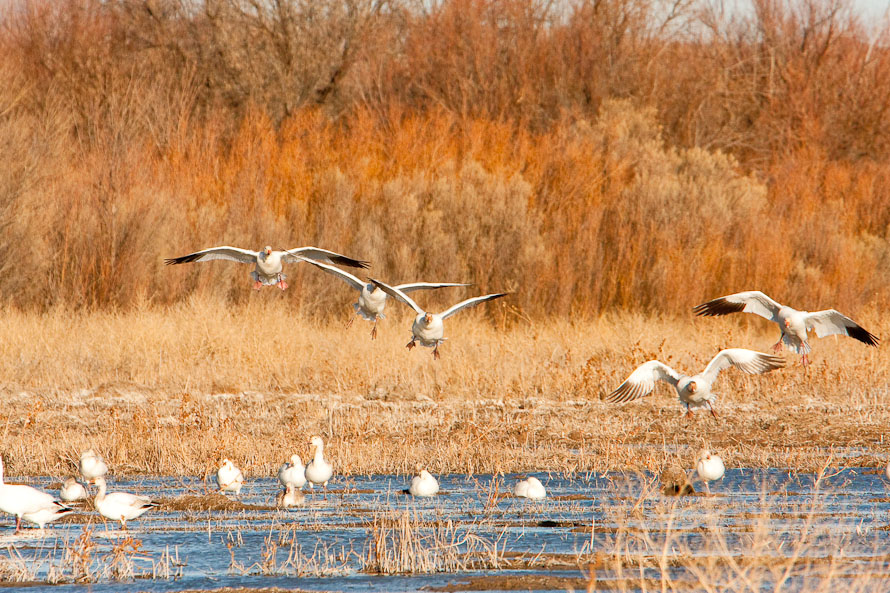 Bosque del Apache February 2009