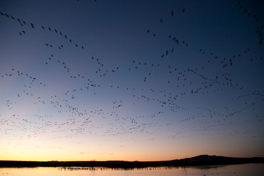 Bosque del Apache February 2009