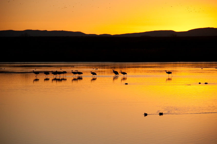 Bosque del Apache February 2009