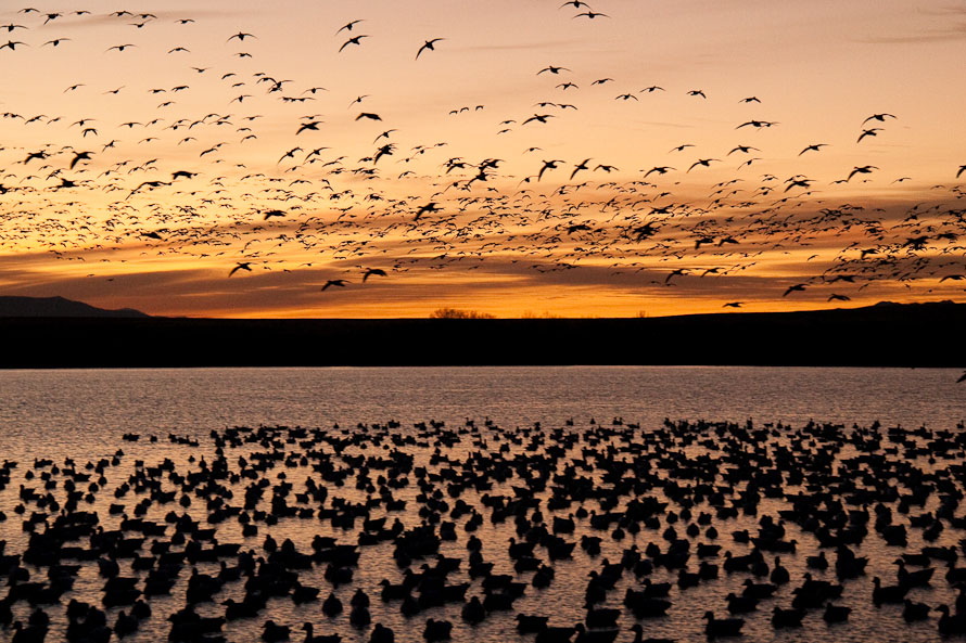 Bosque del Apache February 2009