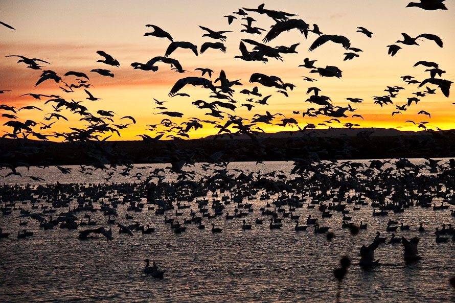 Bosque del Apache February 2009