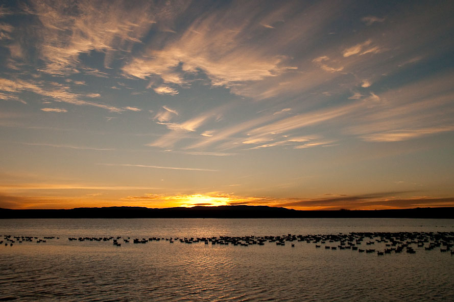 Bosque del Apache February 2009