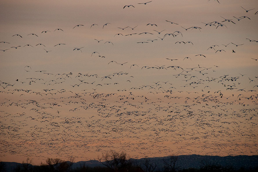 Bosque del Apache February 2009