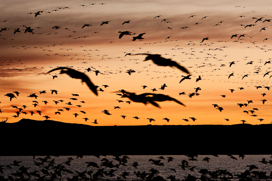 Bosque del Apache February 2009