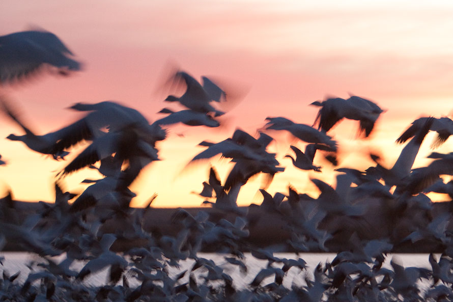 Bosque del Apache February 2009