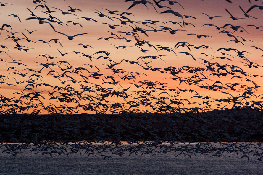 Bosque del Apache February 2009