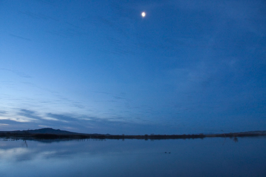 Bosque del Apache February 2009
