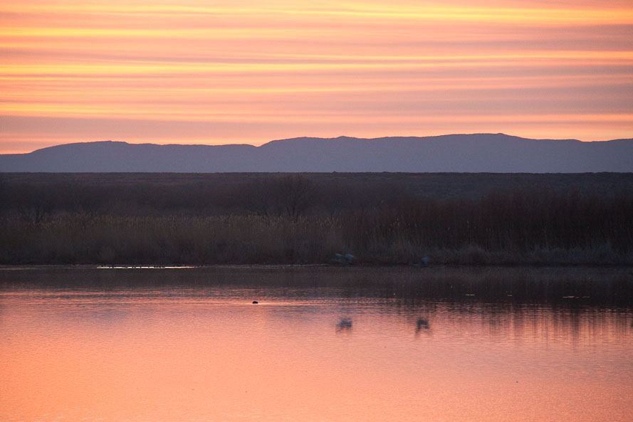 Bosque del Apache February 2009
