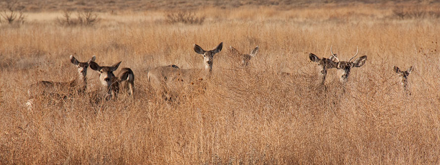 Bosque del Apache February 2009