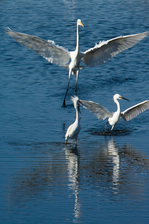 Egrets